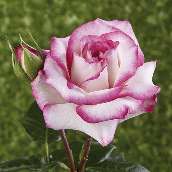 Плетистая и вьющаяся роза