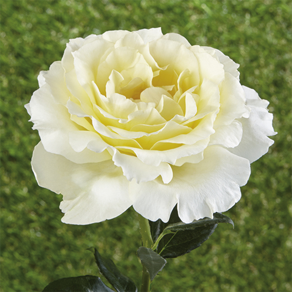 Почвопокровная роза