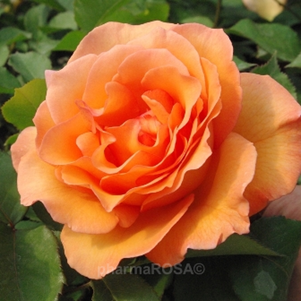 Оранжевая Роза Фото Название